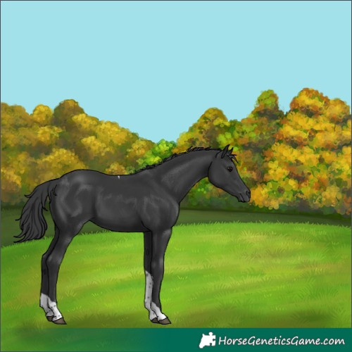 Horse Color:Black Tobiano 