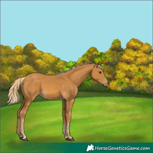 Horse Color:Palomino 