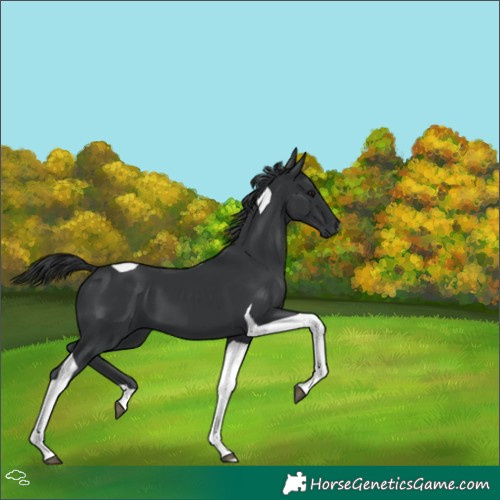 Horse Color:Black Tobiano 
