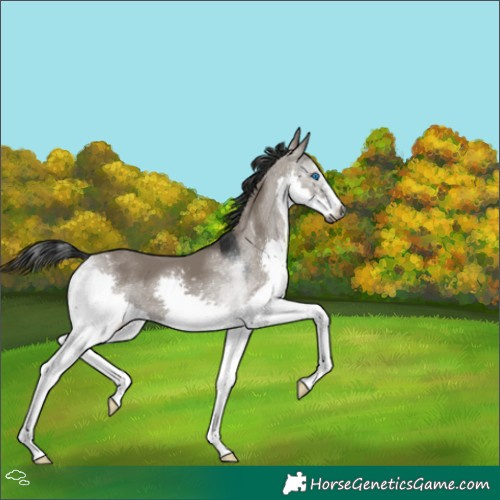 Horse Color:Gray White Spotted Grullo Splash Tobiano