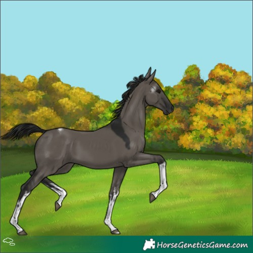 Horse Color:Gray White Spotted Grullo Tobiano