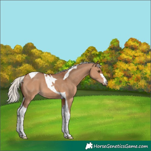 Horse Color:Silver Brown Dun Tobiano 