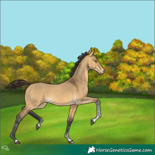 Horse Color:Buckskin Dun Tobiano 