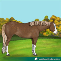 Horse Color:Chocolate Palomino Splash