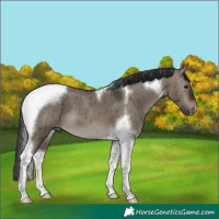 Horse Color:Brown Dun Tobiano Brindle 