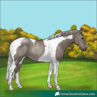 Horse Color:Silver Grullo Tobiano Rabicano Brindle