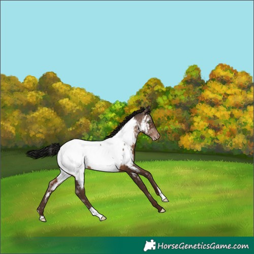 Horse Color:Gray Sable Champagne Ice Appaloosa 