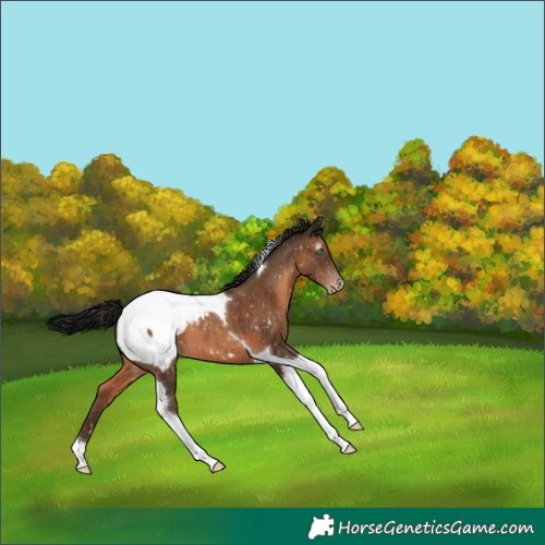 Horse Color:Gray Sable Champagne Mushroom Tobiano Snowcap 