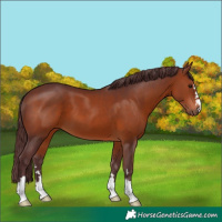 Horse Color:Chocolate Brown