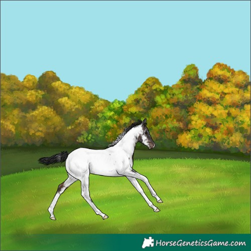 Horse Color:Brown Ice Tobiano Appaloosa 
