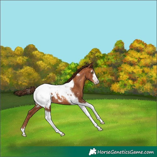 Horse Color:Gray Gold Champagne Tobiano Snowcap 