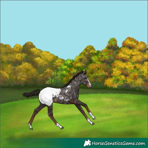 Horse Color:Liver Chestnut Ice Appaloosa 