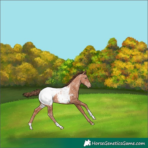 Horse Color:Gold Champagne Ice Snowcap 