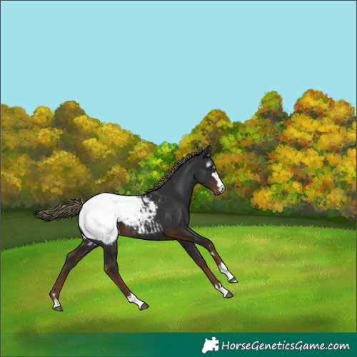 Horse Color:Gray Liver Chestnut Mushroom Appaloosa