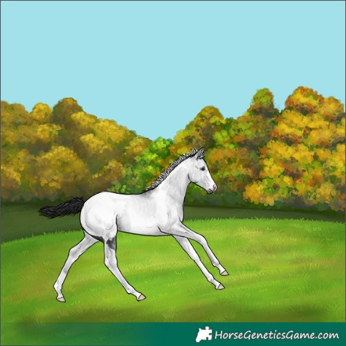 Horse Color:Gray Liver Chestnut Ice Tobiano Snowcap 