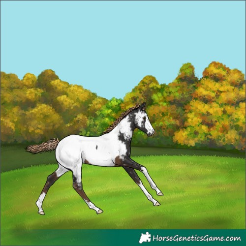 Horse Color:Gray Chocolate Palomino Appaloosa 