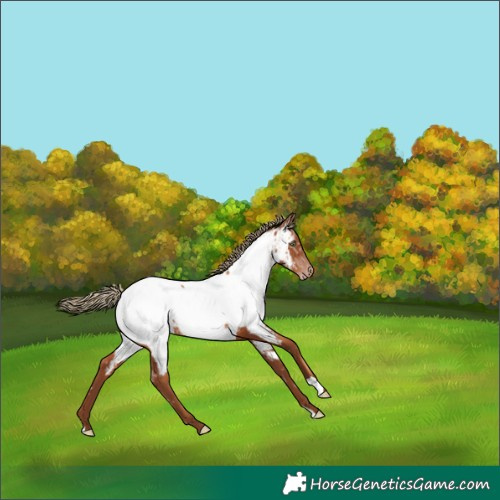 Horse Color:Gray Gold Champagne Ice Mushroom Near Fewspot 