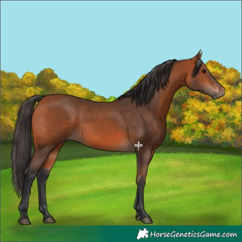 Horse Color:Bay 