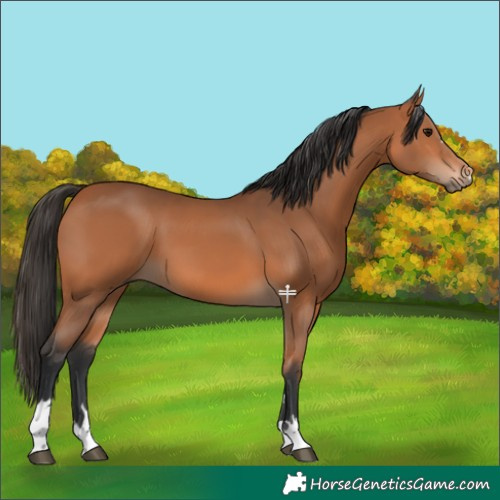 Horse Color:Bay 