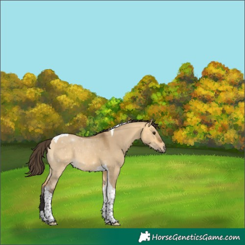 Horse Color:Unknown 