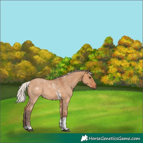 Horse Color:Silver Bay Dun Tobiano