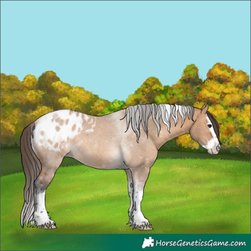 Horse Color:Bay Dun Splash Tobiano Blanket