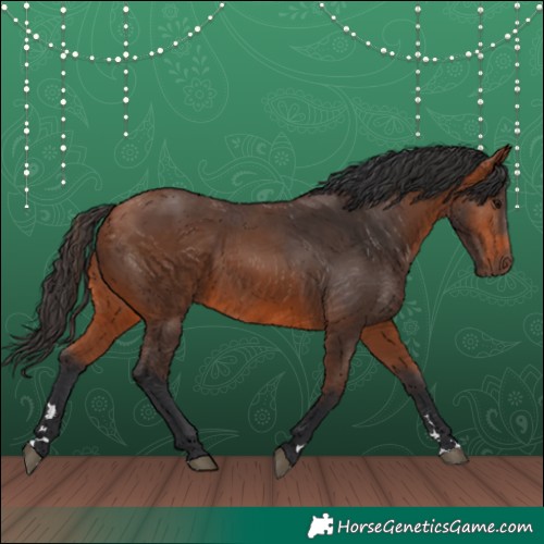 Horse Color:Bay 