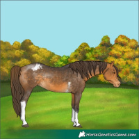 Horse Color:Buckskin Tobiano Appaloosa Rabicano 