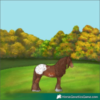 Horse Color:Chestnut Appaloosa 