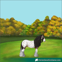 Horse Color:Gray Bay Splash Near Leopard