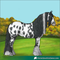 Horse Color:White Spotted Black Sabino Appaloosa