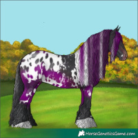 Horse Color:White Spotted Brown Appaloosa 