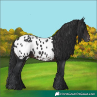 Horse Color:Brown Appaloosa