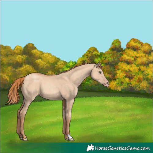 Horse Color:Gold Champagne Dun 