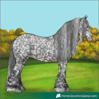 Horse Color:Brown Appaloosa 