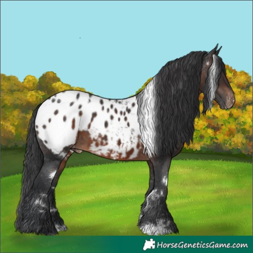 Horse Color:White Spotted Brown Blanket 