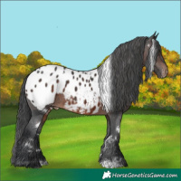 Horse Color:White Spotted Brown Appaloosa 