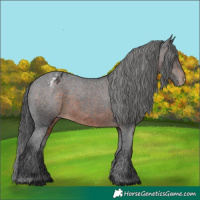 Horse Color:Brown Appaloosa 