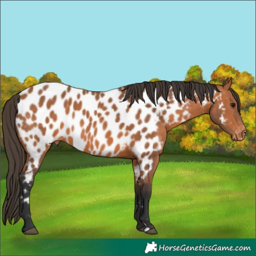 Horse Color:Bay Near Leopard 