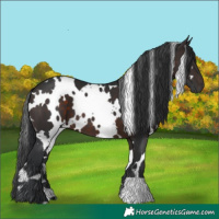 Horse Color:White Spotted Brown 