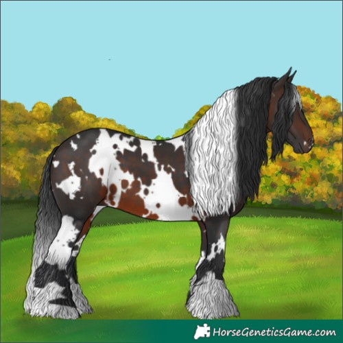 Horse Color:White Spotted Brown 