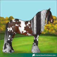 Horse Color:White Spotted Liver Chestnut 