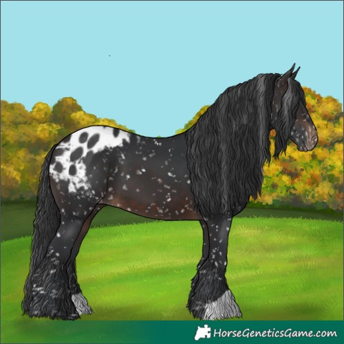 Horse Color:Brown Appaloosa 