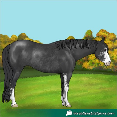 Horse Color:Black Sabino Rabicano 