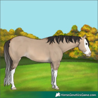Horse Color:Bay Dun Splash