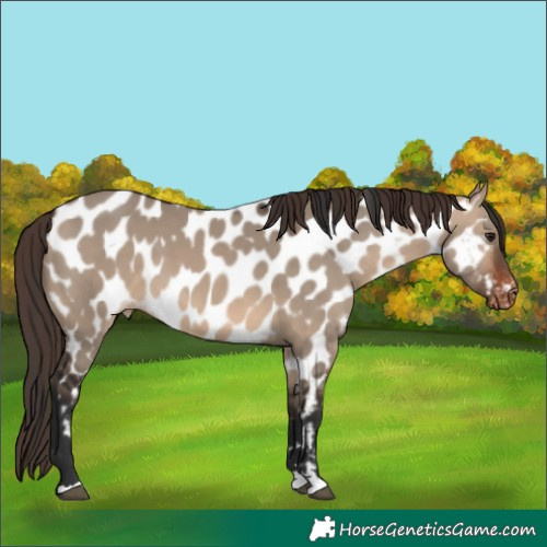 Horse Color:Brown Dun Near Leopard 