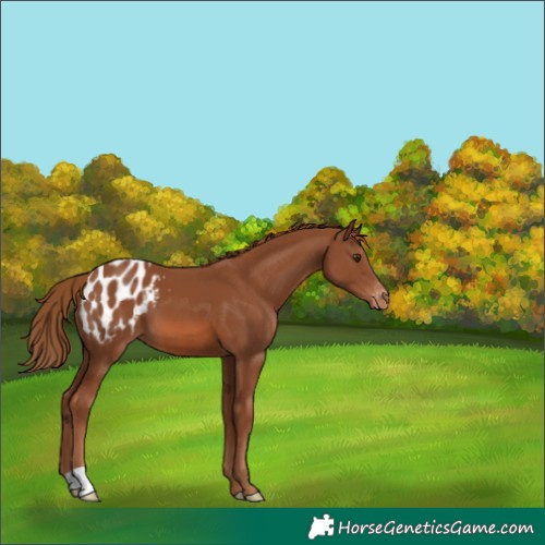 Horse Color:Chestnut Blanket 