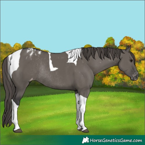 Horse Color:Grullo Tobiano Appaloosa Rabicano