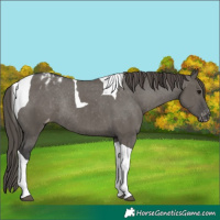 Horse Color:Grullo Tobiano Varnish Rabicano 