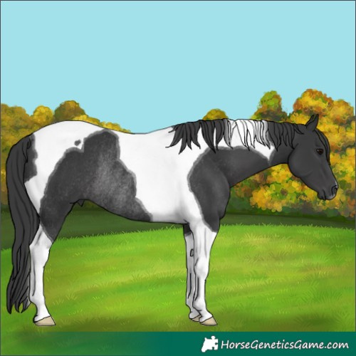 Horse Color:Black Tobiano Rabicano